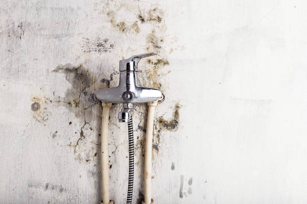 Trusted Chandler, IN Mold Removal Experts