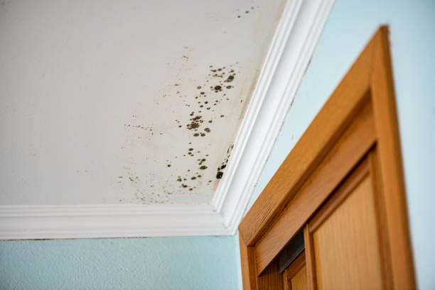 Best Same-Day Mold Removal  in Chandler, IN