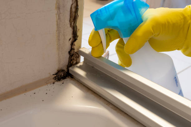 Best Office Mold Removal Services  in Chandler, IN