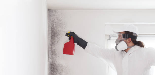 Best Black Mold Removal  in Chandler, IN