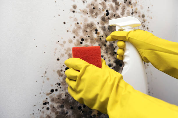 Home Mold Removal in Chandler, IN