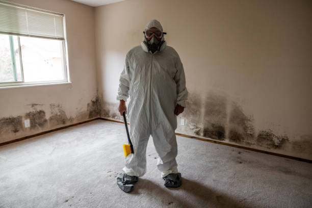 Best Commercial Mold Removal  in Chandler, IN