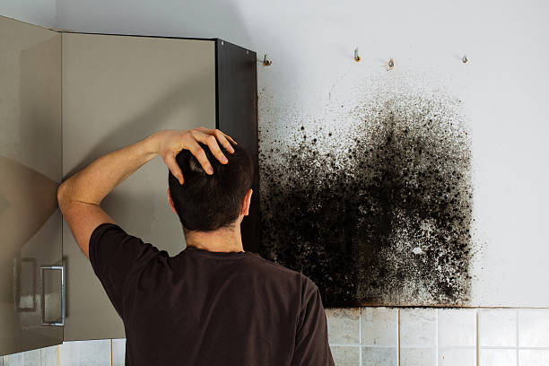 Best Crawl Space Mold Removal  in Chandler, IN