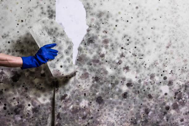Best Same-Day Mold Removal  in Chandler, IN
